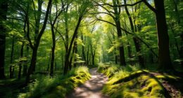 benefits of outdoor nature walks