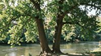understanding twin flame boundaries