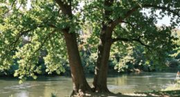 understanding twin flame boundaries