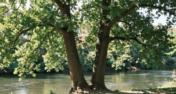 understanding twin flame boundaries